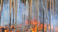 Metsähallituksen ennallistamispoltto eli hallittu metsäpalo.