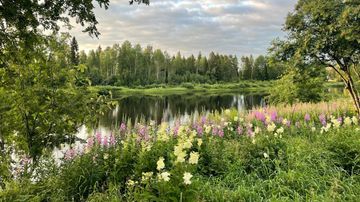 Joki virtaa keskellä vihreää maisemaa, rannalla kasvaa värikkäitä kukkia ja taustalla näkyy metsä.