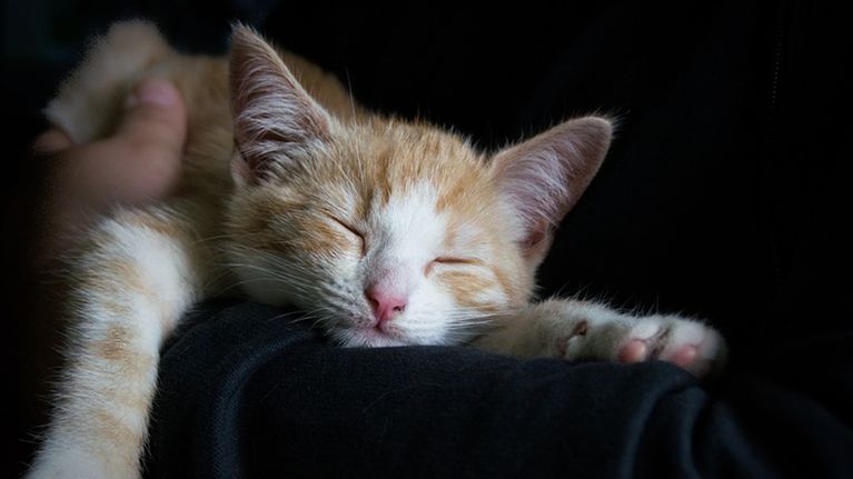 Katt som sover i en famn.