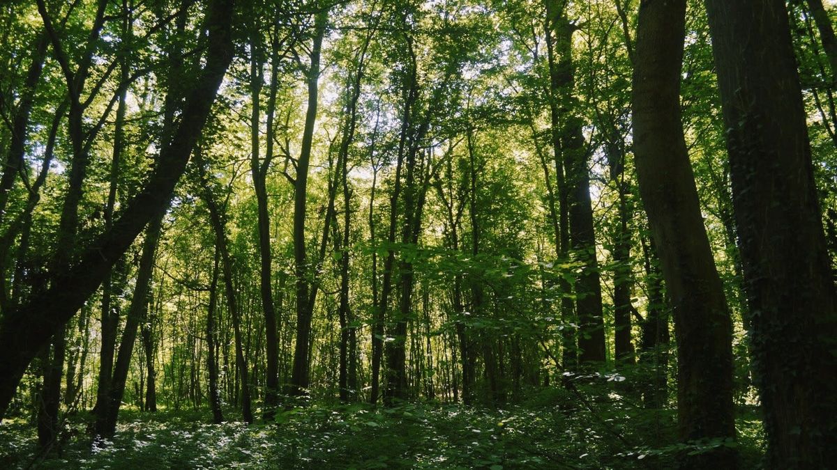 Compiègnen lehtevä metsä on yli 17300 ha:n kokoinen alue Pariisista 80 km. koilliseen.