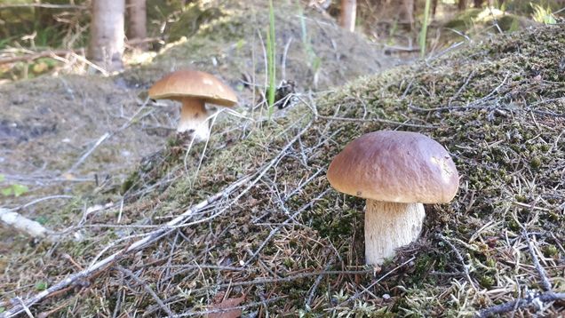 Herkkutatteja metsäisessä maastossa.