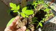 En liten tomatplanta.