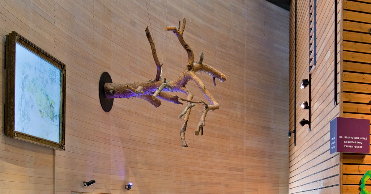 Punkaharjulla katkennut uhripetäjä jatkaa elämäänsä metsämuseo Luston ...