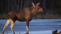 en älg står vid vattenbrynet i soluppgången