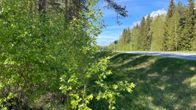 Metsäistä maisemaa Vanhassa Vaasassa