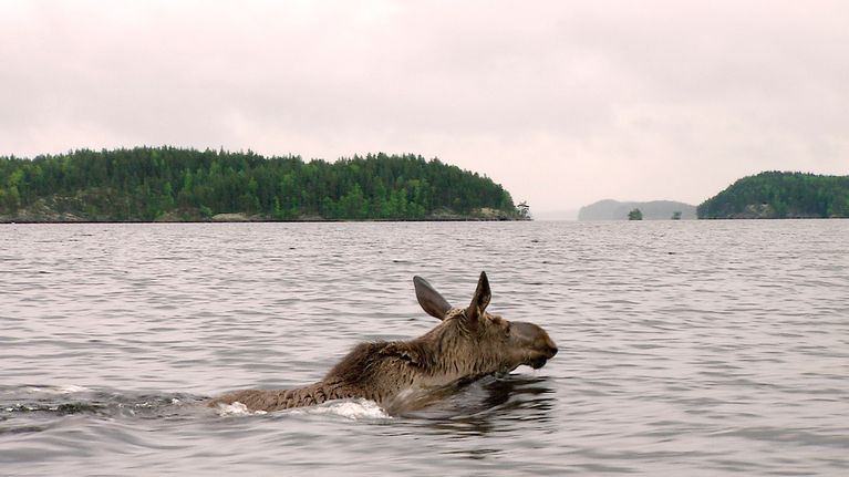 Hirvi ui Saimaalla
