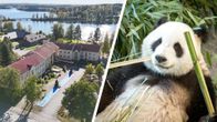 Kaksiosainen kuva, jossa vasemmalla puolella rakennuksia ja järvimaisemaa, oikealla puolella panda syömässä bambua. 