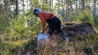 Thailändsk bärplockare i skogen. 