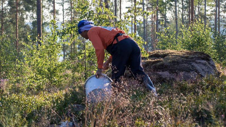 Thailändsk bärplockare i skogen. 