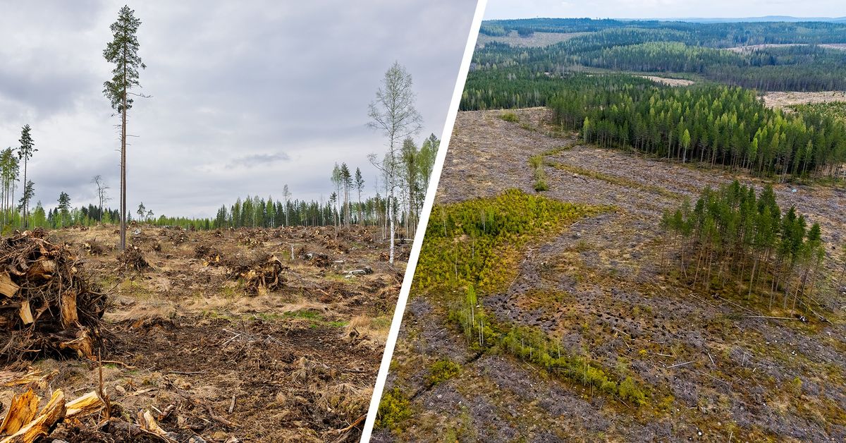 Metsäyhtiö maksaa siitä, että puu jää metsään lahoamaan – nyt tutkitaan, hyödyttääkö se luontoa