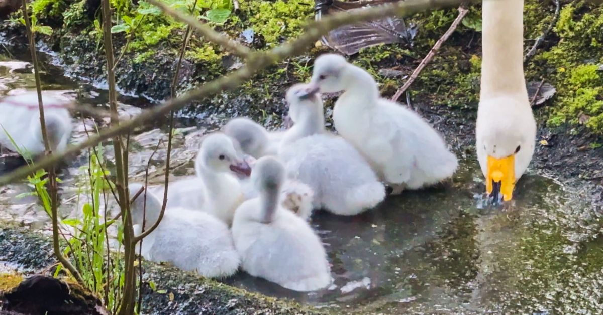 Katso videolta, kuinka viikon vanhat joutsenenpoikaset nahistelevat