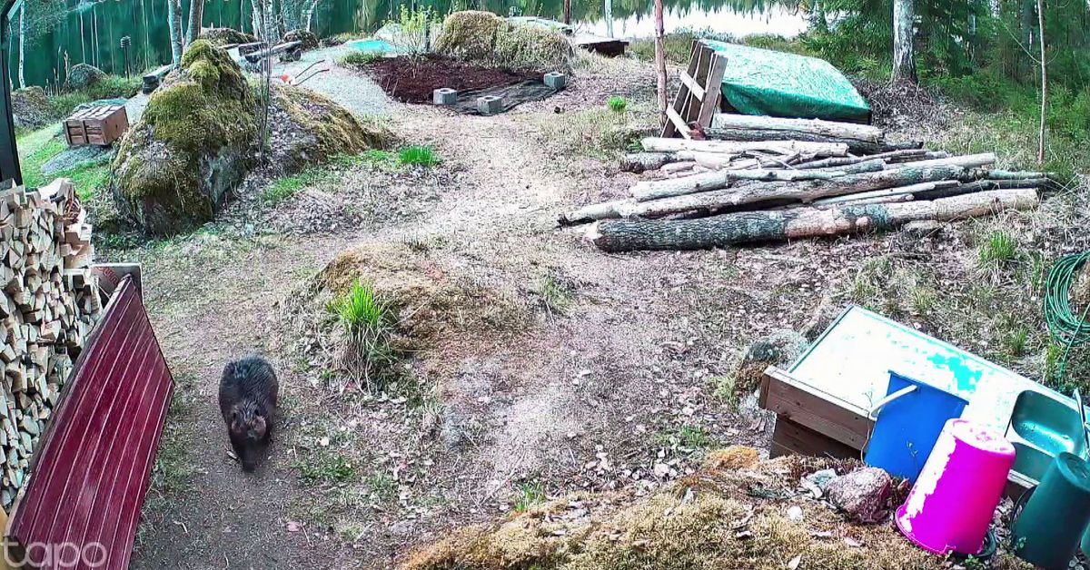 Valvontakamera paljasti puuvarkauden Mikkelin mökillä – syyllinen oli yllättävä