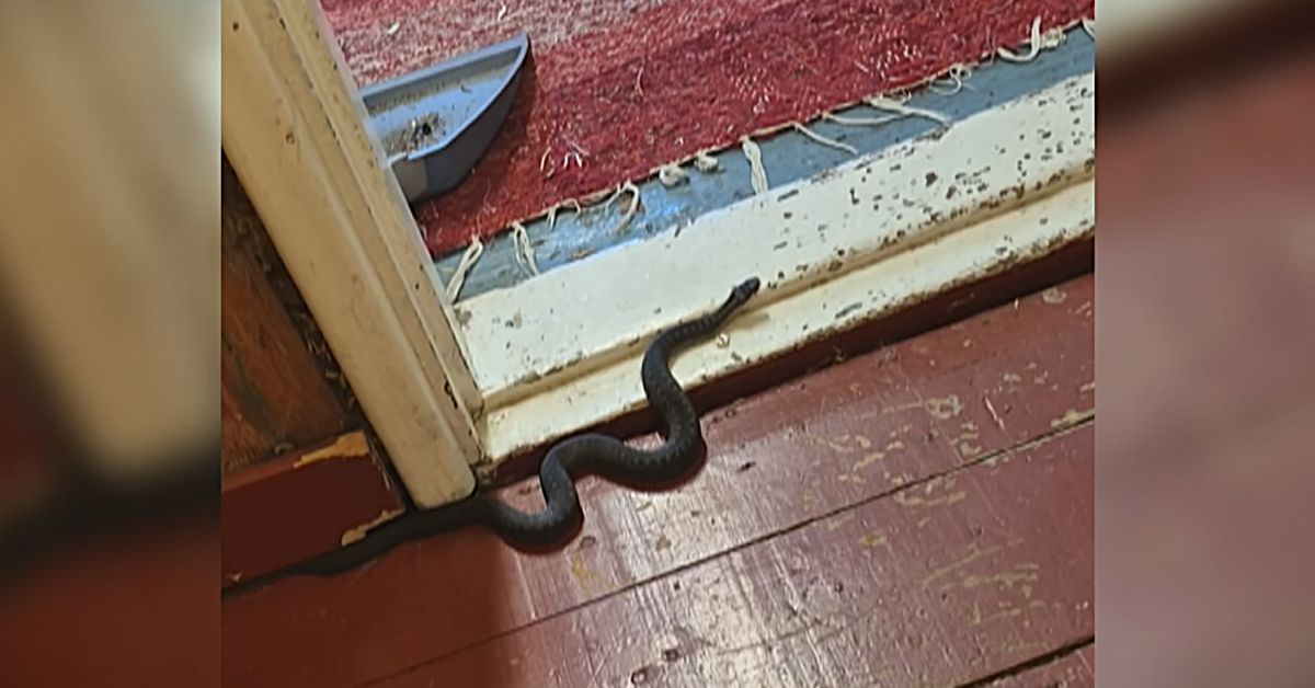 Kyy luikerteli kesämökkiin Porissa, ja sihinä tall