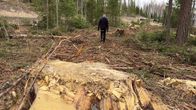 Metsässä on suuria kantoja, joiden ohi kävelee mies.