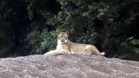 A large beige and white cat looks at the camera while lying on a pile of gravel with trees behind it.