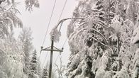 Puu on taipunut sähkölinjan päälle lumisessa metsässä.