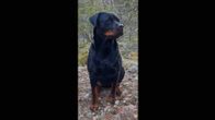 Musta Rotweiler-rotuinen koira istuu syksyisessä maastossa kalliolla.