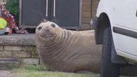 Sydlig sjöelefant tittar upp bakom en bil på gård i södra Australien