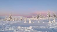 Talvinen tunturimaisema. Luminen maa ja lumisia puita, taustalla tunturi.