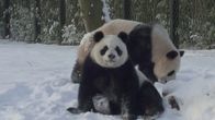 Belgialaisen eläintarhan pandat lumessa. 