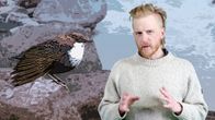 Toimittaja Tom Nylund seisoo koskikaraa esittävän piirroskuvan edustalla.