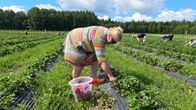 Mansikanpoimijoita mansikkapellolla Janakkalan Iso-Hiiden kartanon viljelyksillä.