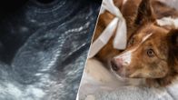 En kombinationsbild på en ljusbrun hund och en ultraljudbild på hundvalpar.