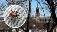 Kuvakollaasi, jossa taustalla on Turun tuomiokirkko puiden välistä kuvattuna. Pienempänä kuvana etualalla ympyrän sisällä on punkki kangasta vasten.