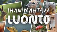 Ihan mahtava luonto -tekstin alla on paljon erilaisia suomalaisia eläimiä.