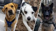 Kuvakollaasi kolmesta koirasta: keltainen labradorinoutaja, valkoinen parsonrussellin terrieri ja ruskeanmusta saksanpaimenkoira.