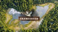 en grafisk bild av trana som flyger ovanom en liten sjö