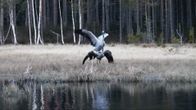 Två tranor som parar sig på ett träsk.