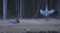 En trana dansar på ett kärr.