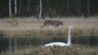 Lokatt och svan på ett träsk. 