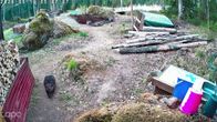 Photo shows a beaver in the yard of a summer cottage near Mikkeli.