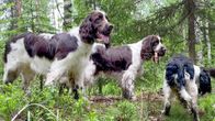 koirat-yle-fi-uutiset-urheilu-ilmi-t