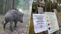 Ett bildkollage med ett svin i en skog och en förbudsskylt i en skog.