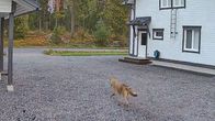 En varg springer över en grusplan framför ett vitt hus med svarta detaljer, omgiven av skog. Ingen text syns i bilden.