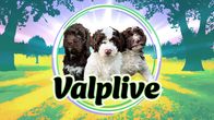 Tre valpar sitter på en illustrerad gul blomsteräng med granskog i bakgrunden, texten "Valplive" syns framtill.
