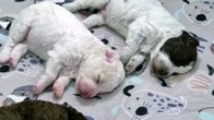 Photo shows two puppies sleeping.