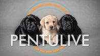 Kolme labradorinnoutajanpentua ovat rinnakkain studiokuvassa harmaalla taustalla. Keskellä on vaalea pentu, sen molemmin puolin mustat. Kuvassa näkyy Pentulive-logo.