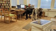 Matti Ylipiessa istuu toimistonsa tuolilla, vieressä kaksi koiraa.