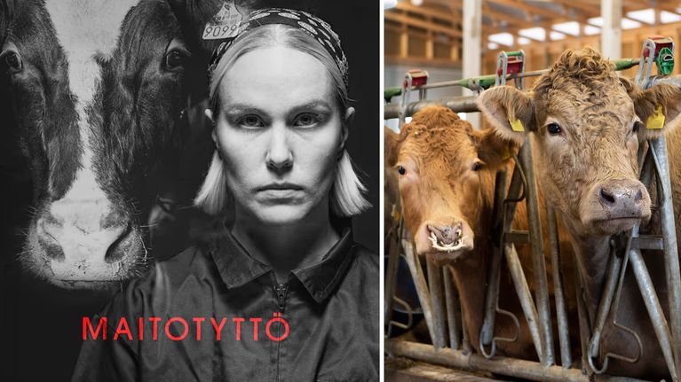 Maitotyttö-ojelman kansikuva ja taustalla lehmiä.