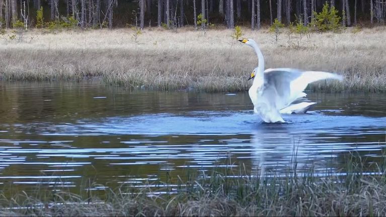 Bobyggande svanar, välmående tranor och teknikstrul – dag ett vid ...