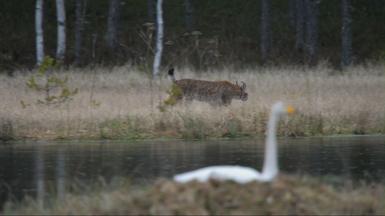 Lokatt och svan på ett träsk. 