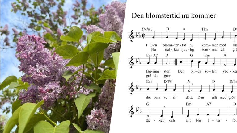 Ett kollage med lila syrenblommor till vänster och noterna till början av Den blomstertid nu kommer till höger.