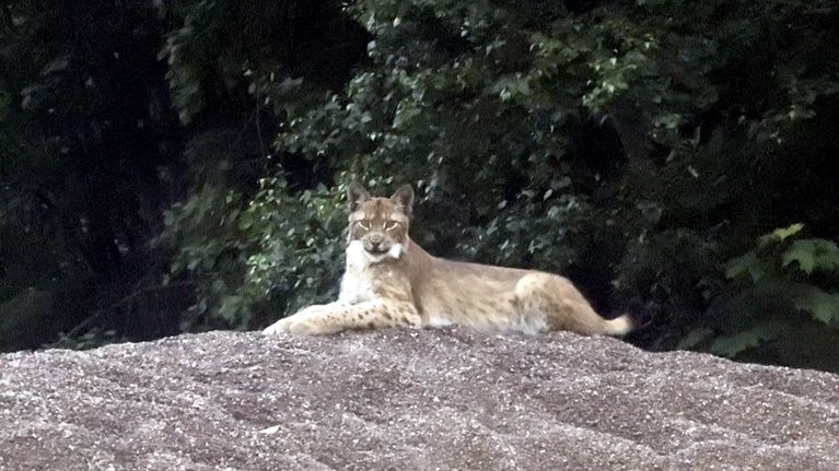 A large beige and white cat looks at the camera while lying on a pile of gravel with trees behind it.