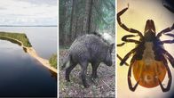 Ylhäältä kuvattu niemi järvessä, punkki suurennettuna, villisika metsässä ja punkki suurennettuna keltaisella taustalla.
