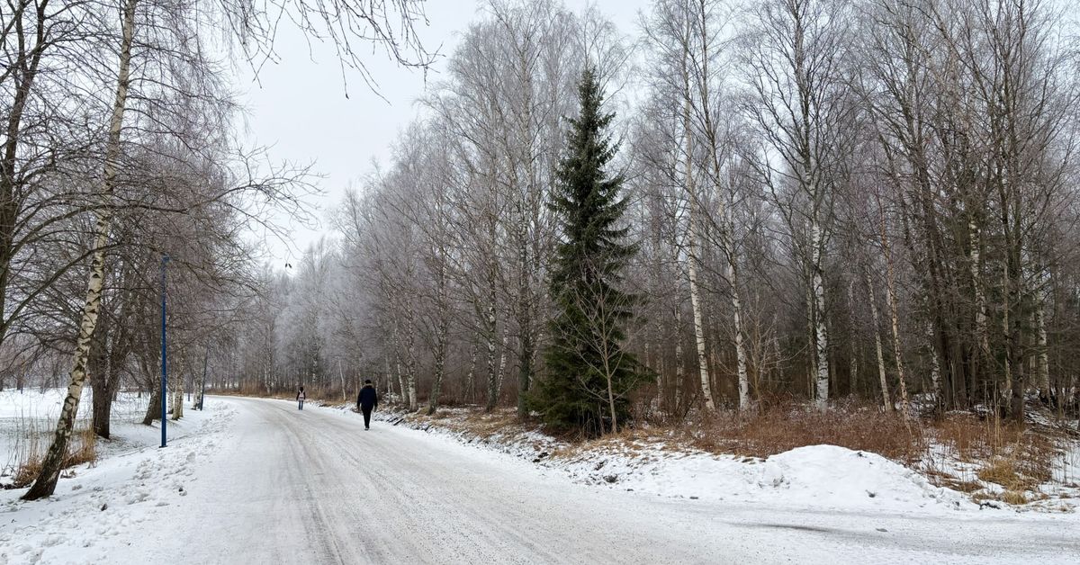 Vasa går vidare med planeringen av äventyrsskogen i Metviksparken ...