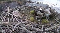 sääksi pesällä luontolive kamerassa.